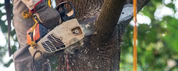 Best Tree Cabling and Bracing  in Dasher, GA