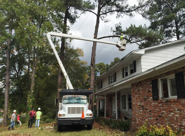 How Our Tree Care Process Works  in  Dasher, GA