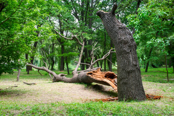 Best Storm Damage Tree Cleanup  in Dasher, GA