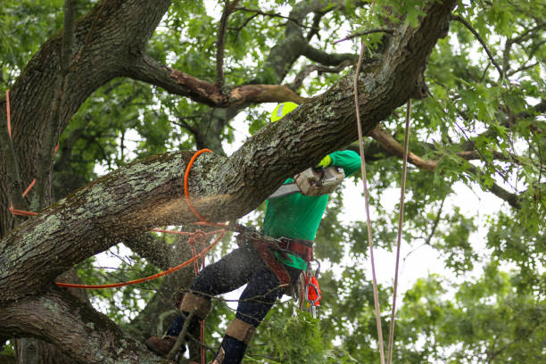 Best Tree Preservation Services  in Dasher, GA