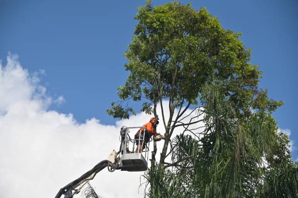 Tree and Shrub Care in Dasher, GA