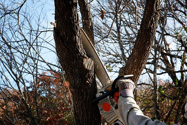 Best Arborist Consultation Services  in Dasher, GA