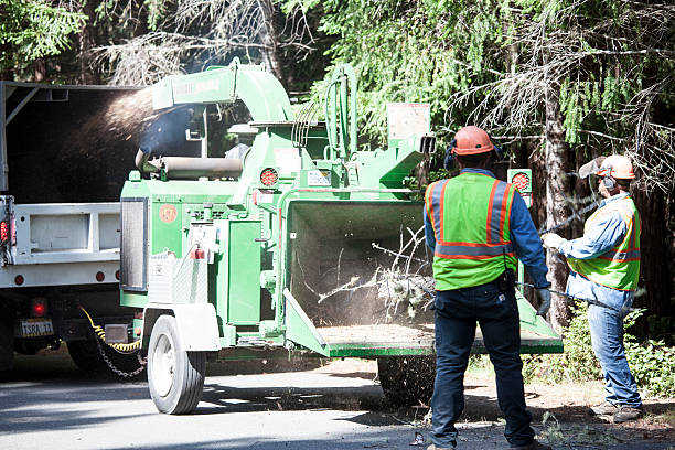 Best Tree Removal Service  in Dasher, GA