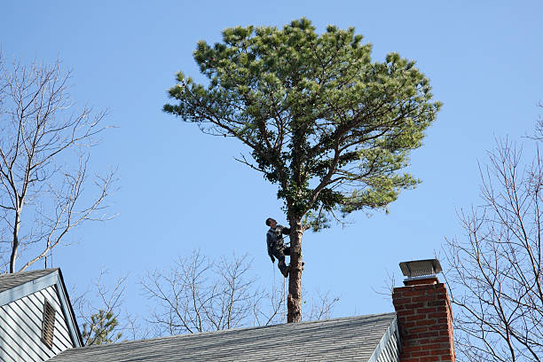 Lawn Irrigation Installation and Maintenance in Dasher, GA