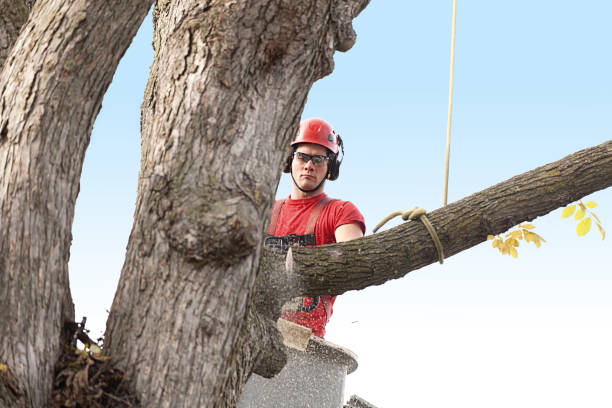 Best Tree Risk Assessment  in Dasher, GA